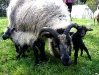 1st-lambs