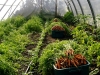 Carrot Harvest