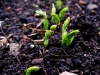 peas