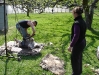 spring-shearing
