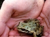 Tree Frog