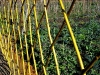 Living Willow Fence