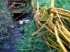 willow-wattle