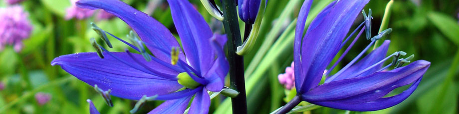 Hope Bay Farm header image