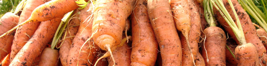 Hope Bay Farm header image