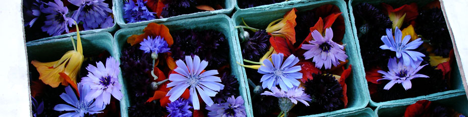 Hope Bay Farm header image