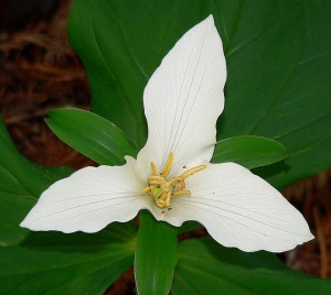 671px-Trillium_ovatum_ssp_ovatum_2