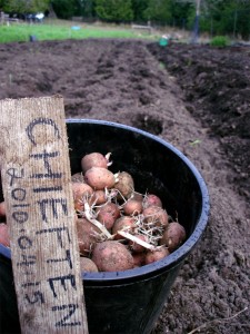 Potato Planting