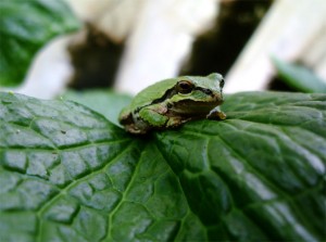 Wasbi Frog