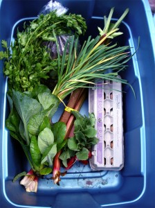 Week 3 Full Share Box