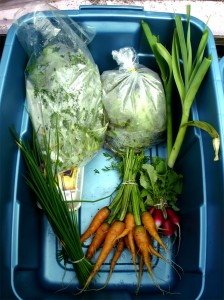 Week 5 Full Share Box