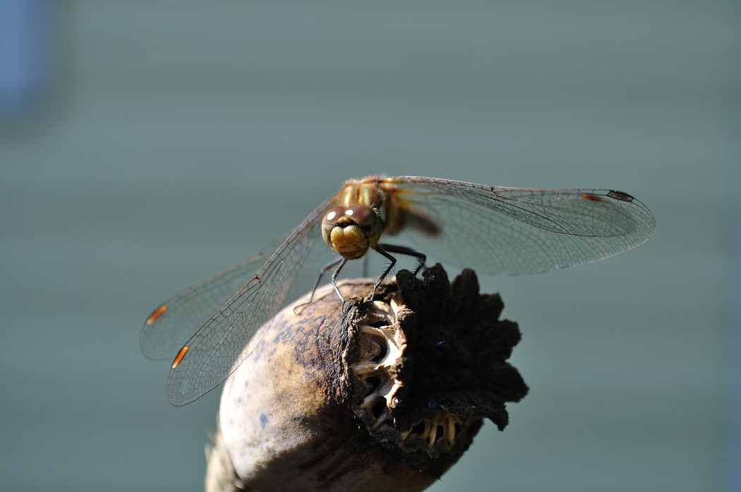 HBF_20100815_1DFP_D5000