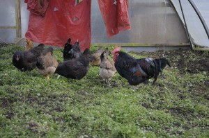 Chickens weeding