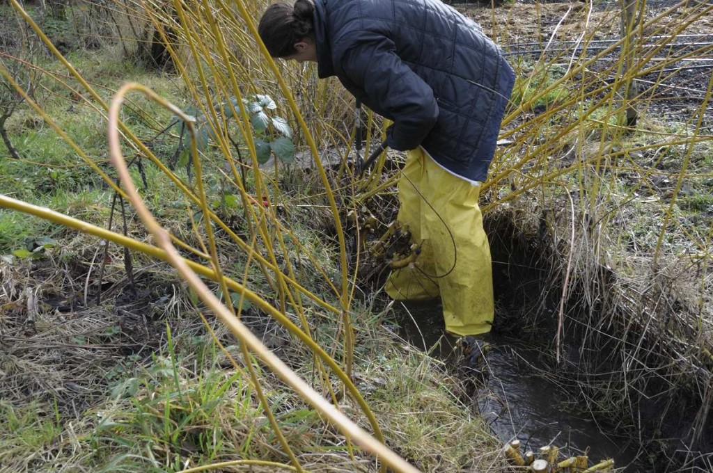 Cutting willow