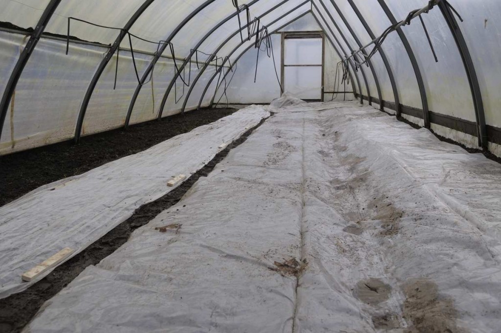 Planting carrots